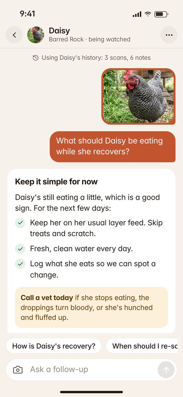 Chat asking about eating and laying