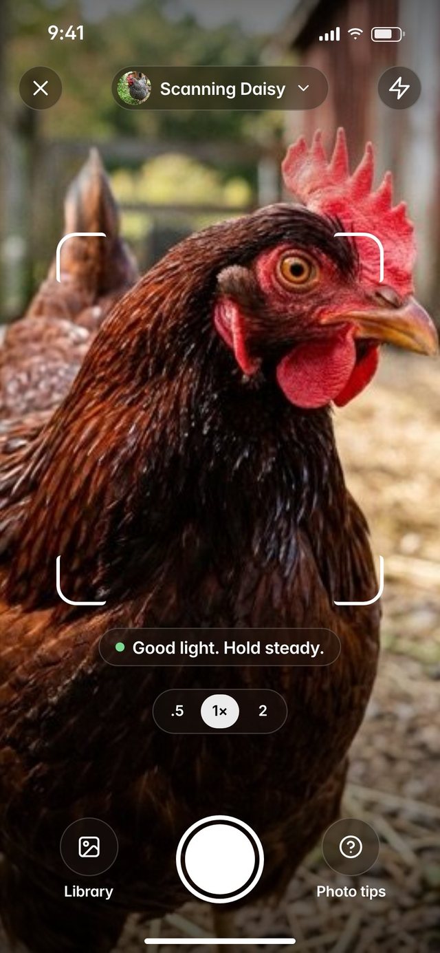The Flockline scan screen, pointed at a hen