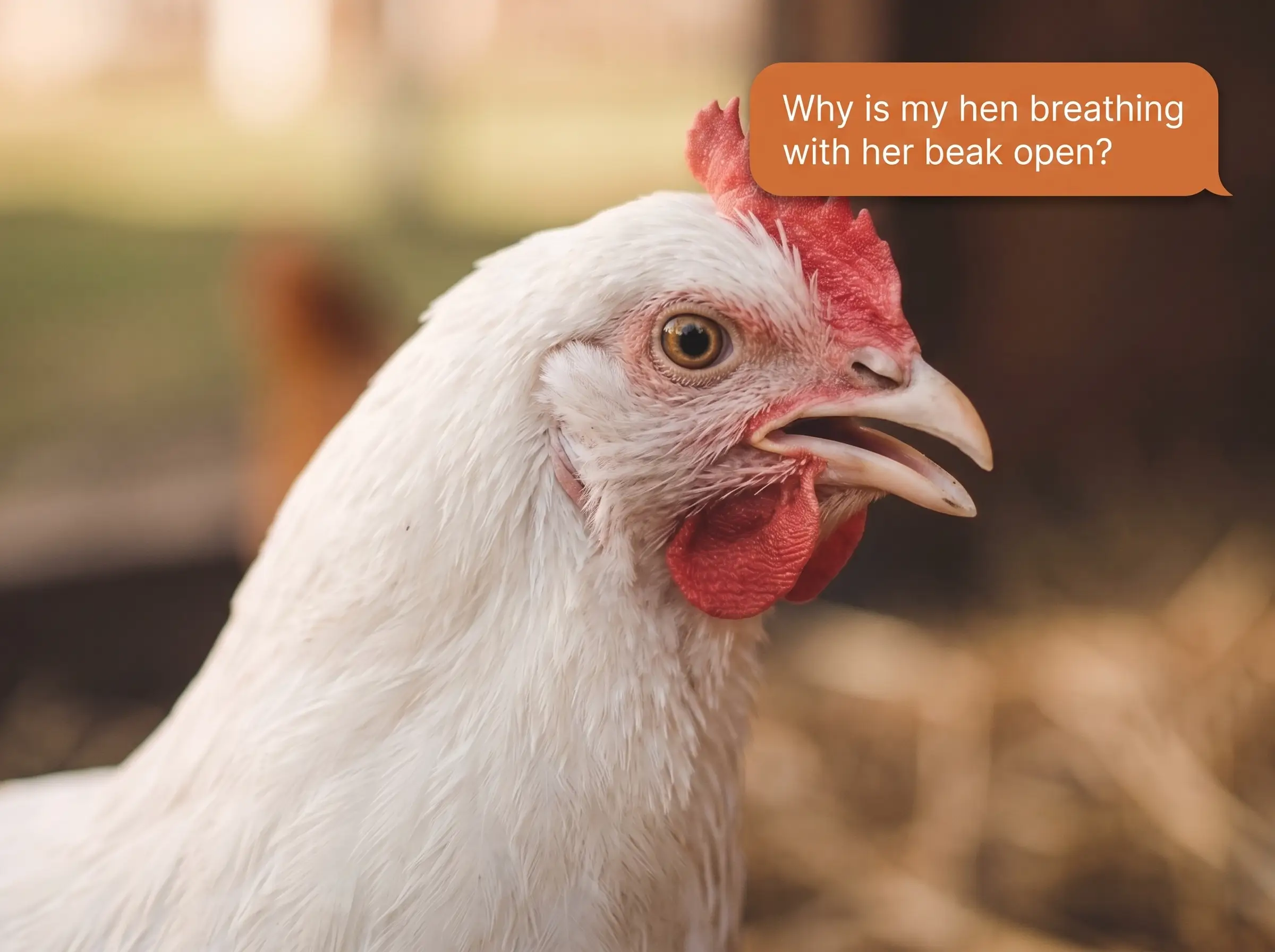 Close-up of a white hen breathing with her beak open beneath a question about the symptom