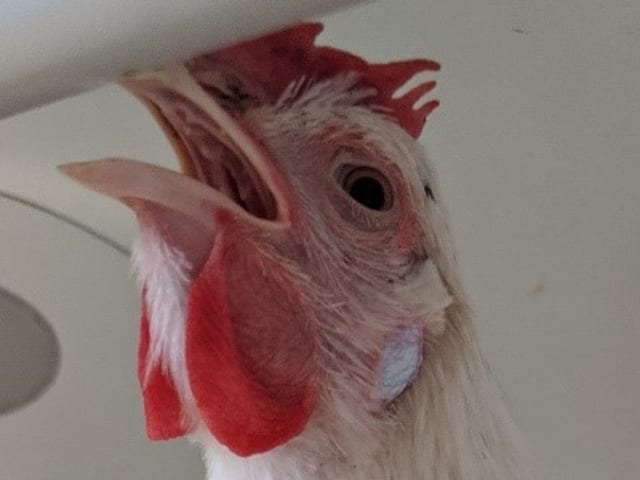 Close-up of a hen with its beak open, breathing with visible effort