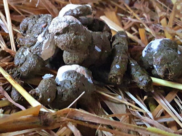 Close-up of unusual chicken droppings in the coop bedding