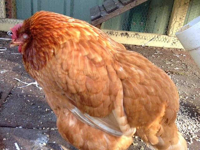 A hunched, lethargic hen standing low in the run