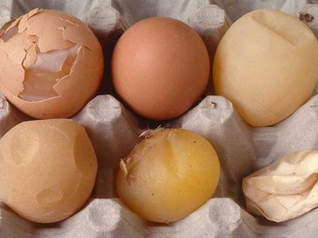A carton of eggs showing cracked shells and inconsistent sizes
