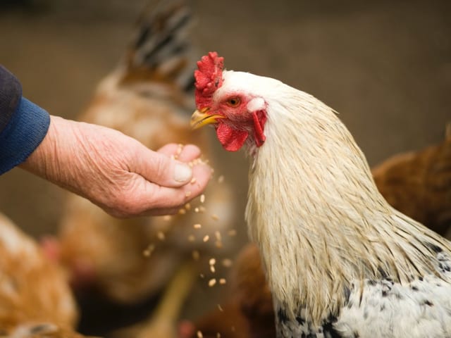A keeper hand-feeding grain to a hen that has been off its food