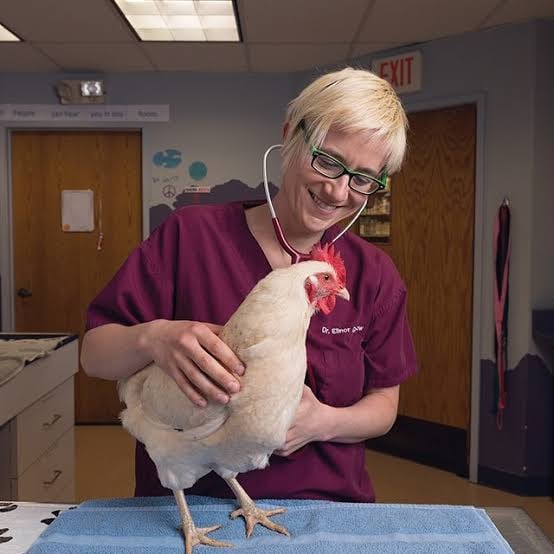 Poultry veterinarian examining a chicken during a clinic visit