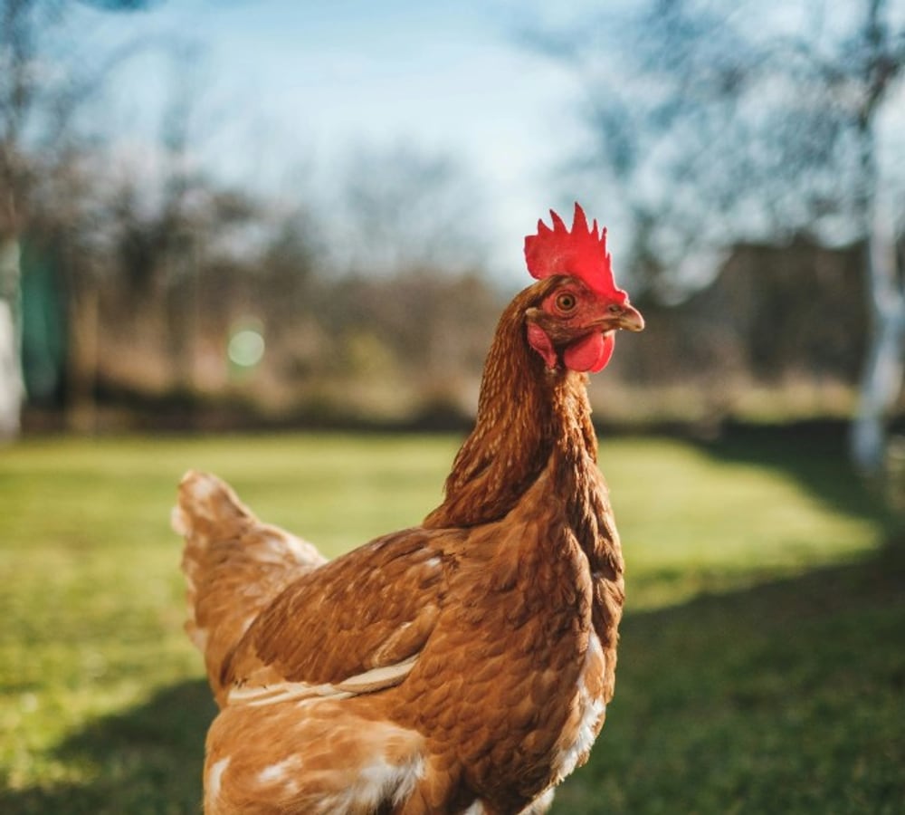Brown laying hens on straw beside a coop