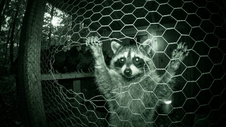 Raccoons vs Chicken Wire: Why Wire Fails & How to Predator-Proof