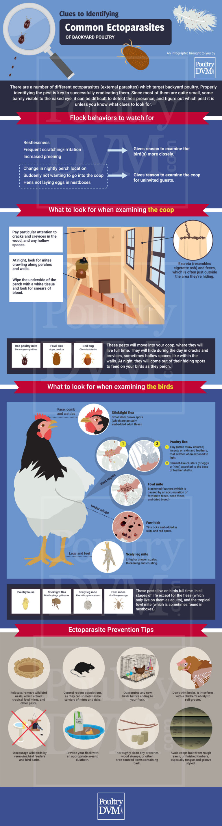 Northern Fowl Mites vs Red Mites: Vent Inspection vs Nighttime Perch Crevice Checks