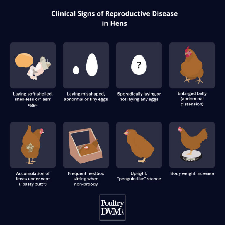 Prolapsed Vent in Chickens: Immediate Isolation, Moist Sugar Care, and Safe Triage