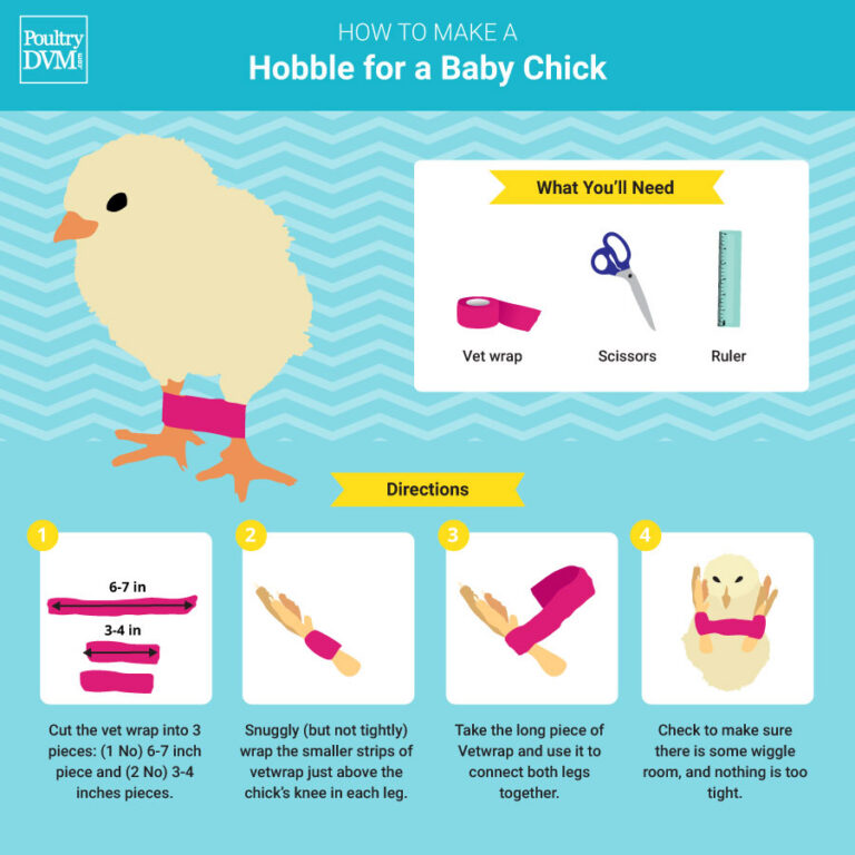 Spraddle Leg in Chicks: Vet Wrap Taping Method, Non-Slip Bedding, and Early Recovery