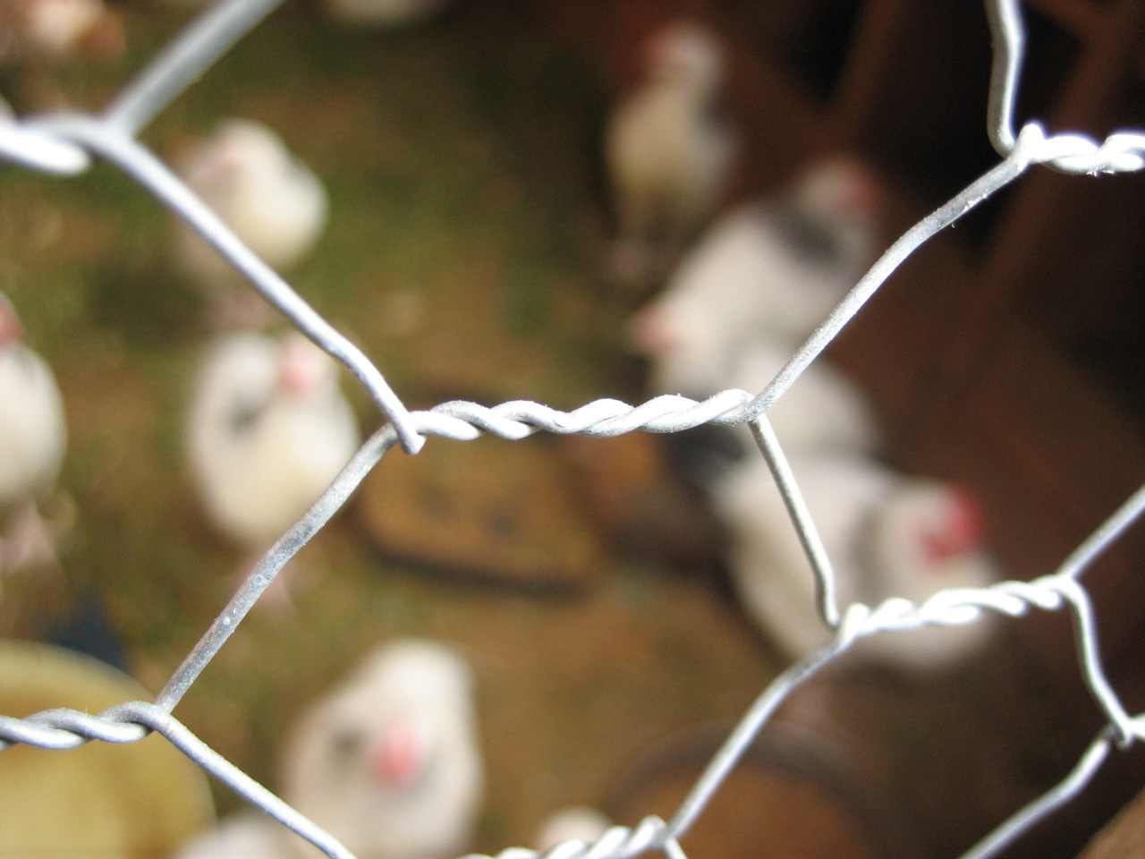 Close-up of hexagonal chicken wire mesh, which is too flexible for predator-proof chicken coop openings